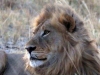 KAZA 006