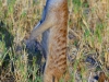 KAZA 020