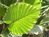 Teneriffa-15
