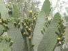 Teneriffa-34