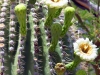 Arizona Süd 031