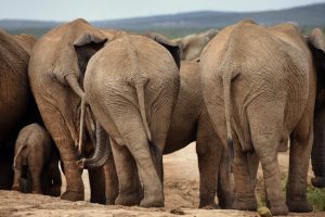 Addo Elephant National Park