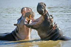 St. Lucia, Zentrum des Wetland Parks
