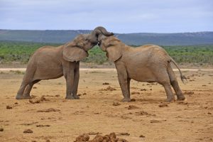 Addo Elephant National Park