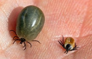 Leere-und-vollgesogene-Zecke-im-Vergleich