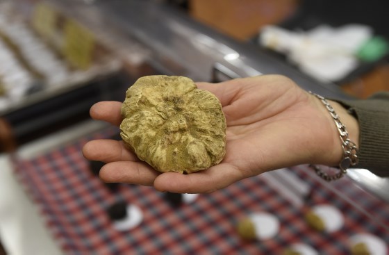 Der weiße Diamant von Alba