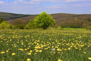 Mein Arzt, der Wald Fitness