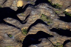 Zurück zu den Wurzeln Gesellschaft