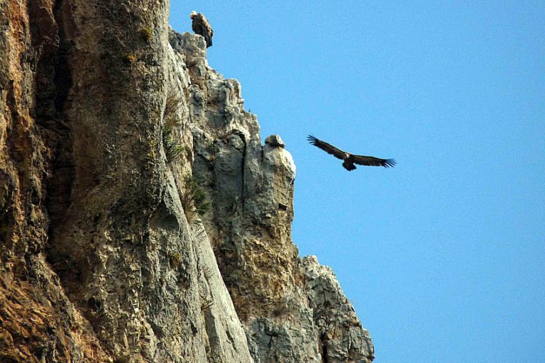Ich glaub’, mich tritt ein Stier
