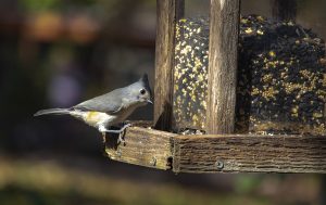 Gesellschaft