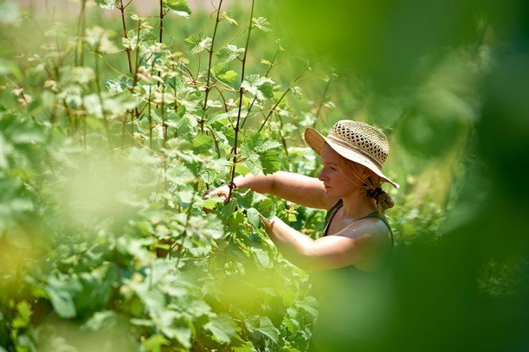 Verführerischer Artenschutz