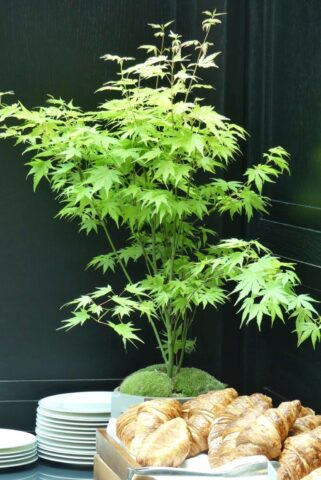 Frühstücks-Arrangement im Conservatorium