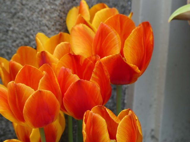 Tulpen aus Amsterdams