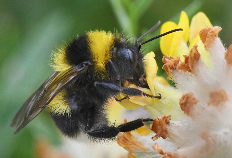 Die Gartenhummel ist das Gartentier des Jahres 2023