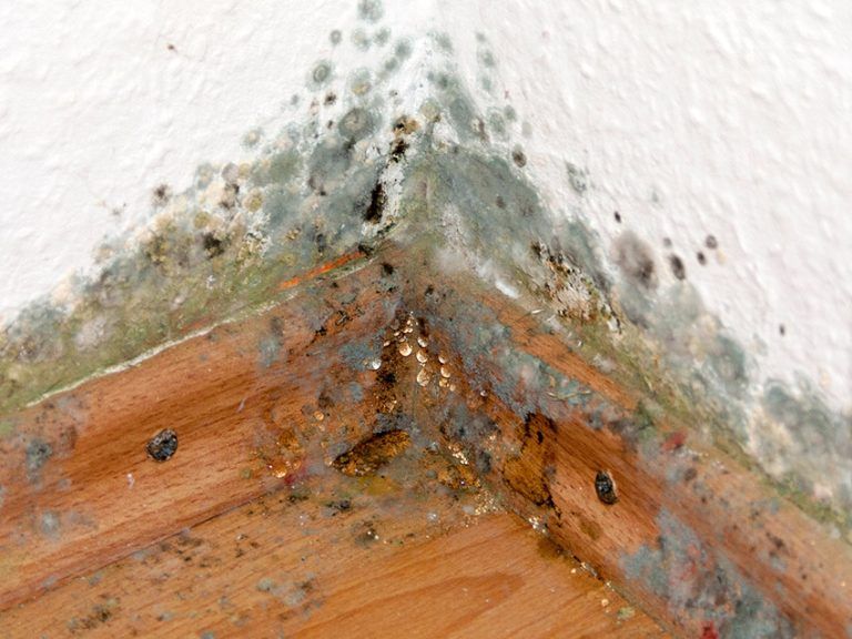 Höhere Anfälligkeit für Schimmelbefall stellt höhere Anforderungen an Nutzerverhalten des Wohnungsmieters