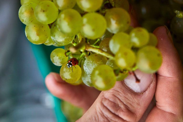 Verführerischer Artenschutz