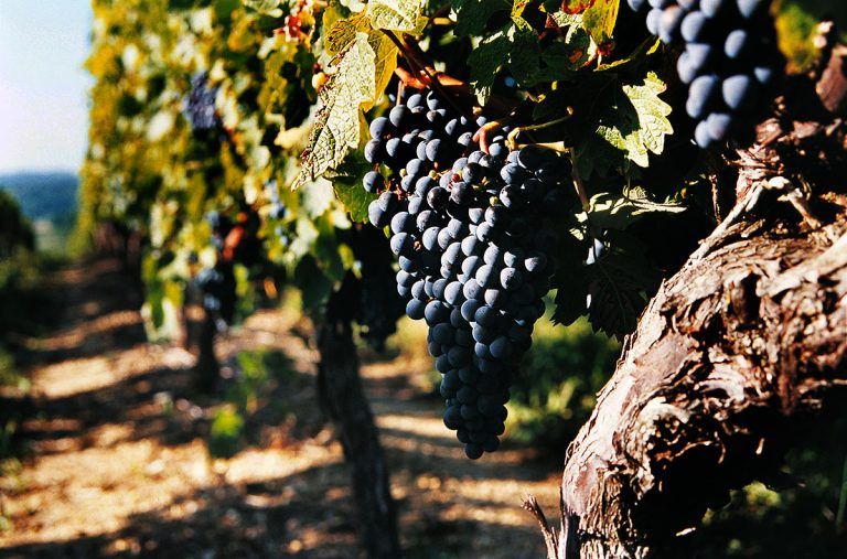 Die Seele des Bordeaux-Weins entdecken