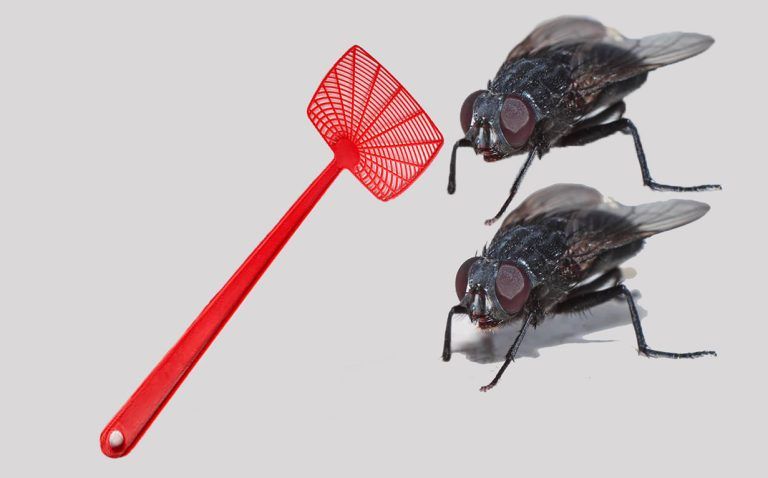 Deutsche Redewendung: Zwei Fliegen mit einer Klappe schlagen