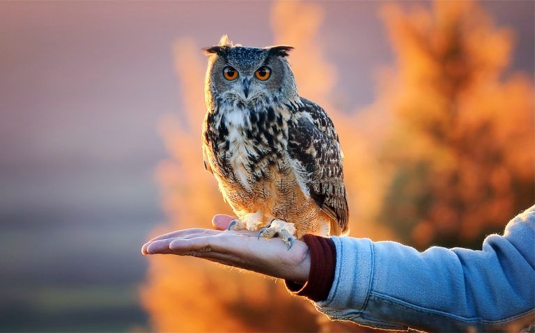 Deutsche Redewendung: Eulen nach Athen tragen