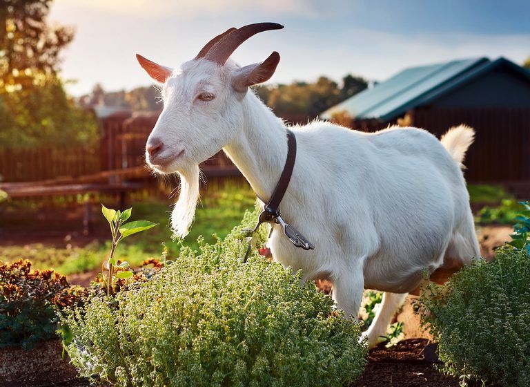 Deutsche Redewendung „Den Bock zum Gärtner machen“