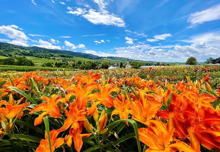 Traumhafte Gärten im Schwarzwald