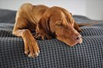 Deutsche Redewendung: „Schlafende Hunde wecken“