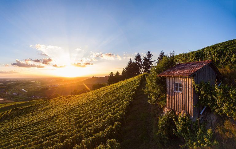 Unterwegs: Rebhisli-Romantik und Weingenuss im Weinberg