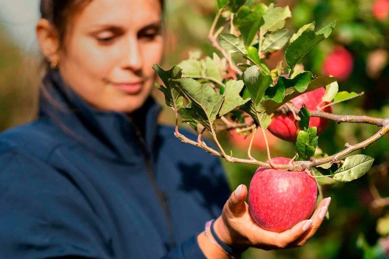 Die gesunde Kraft des Apfels