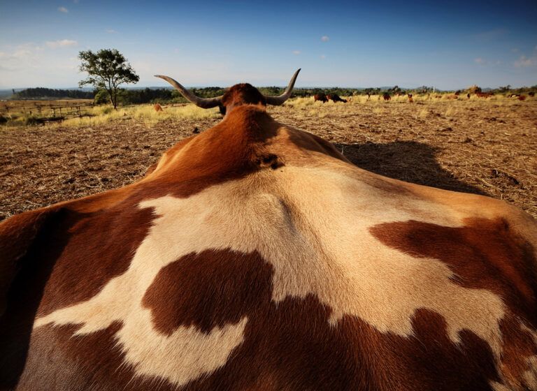 Deutsche Redewendung: „Das geht auf keine Kuhhaut“