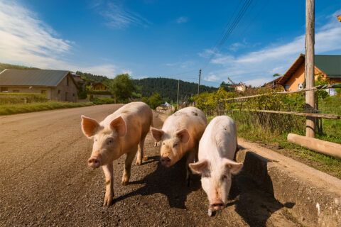 Deutsche Redewendung: „Eine andere Sau durchs Dorf treiben“