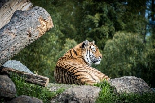 Ein „tierisch starker“ Ferienspaß