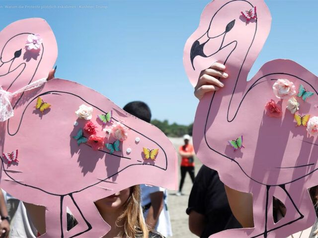 Politik: Flamingos gegen das System
